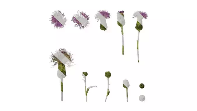 Anydrafts Cirsium japonicum Flower 03 Texture