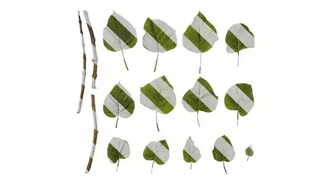 Anydrafts Paulownia fortunei Leaf 01