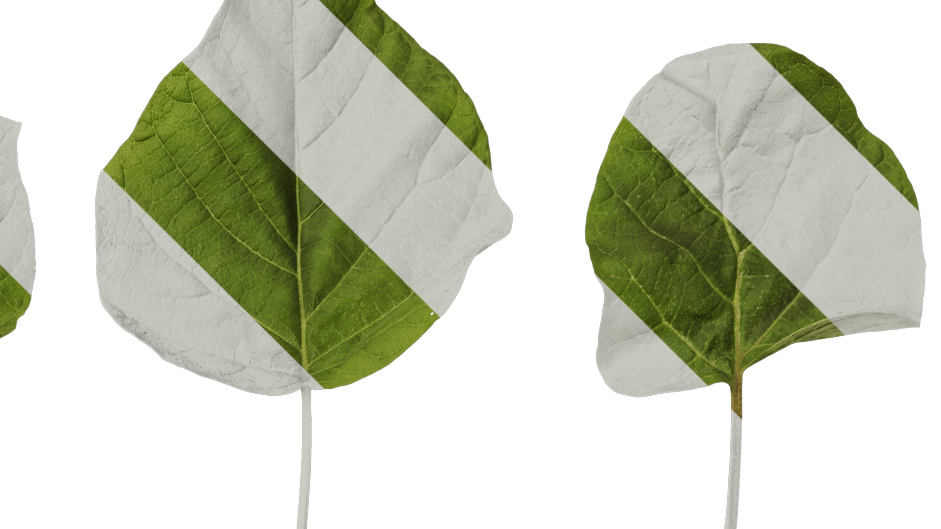 Anydrafts Paulownia fortunei Leaf 01 Texture_2