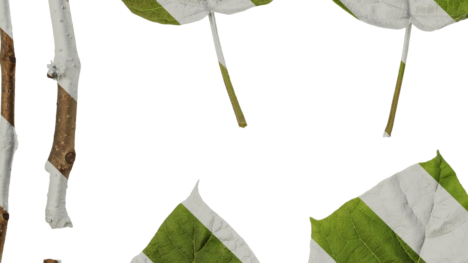 Anydrafts Paulownia fortunei Leaf 01 Texture_3