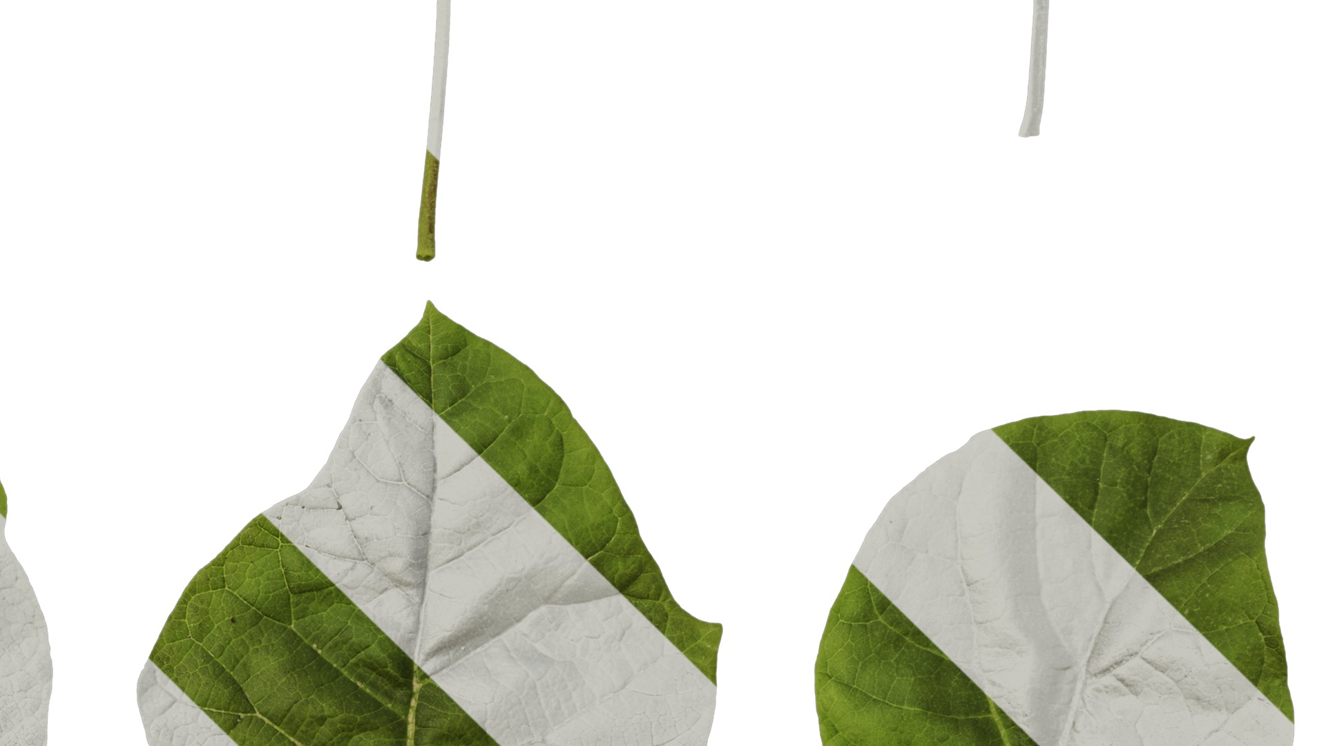 Anydrafts Paulownia fortunei Leaf 01 Texture_4