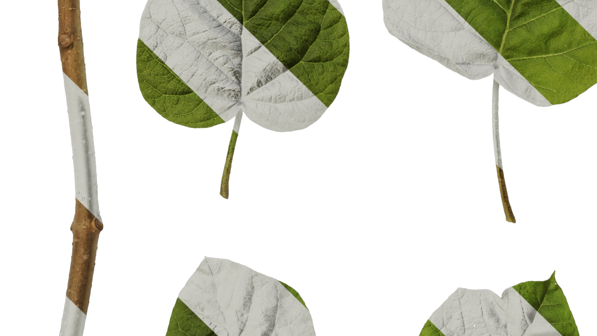 Anydrafts Paulownia fortunei Leaf 01 Texture_5