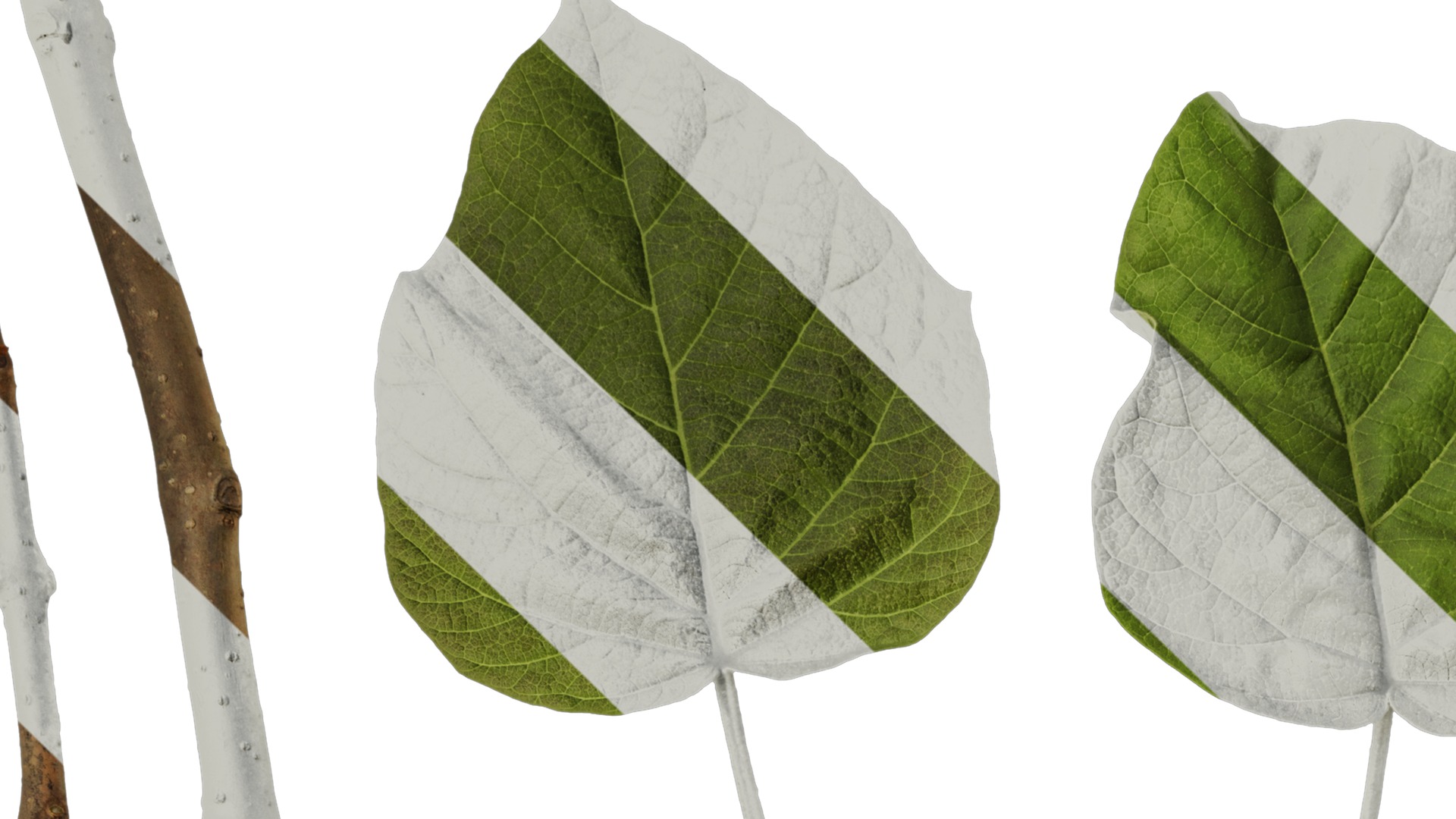 Anydrafts Paulownia fortunei Leaf 01 Texture_1