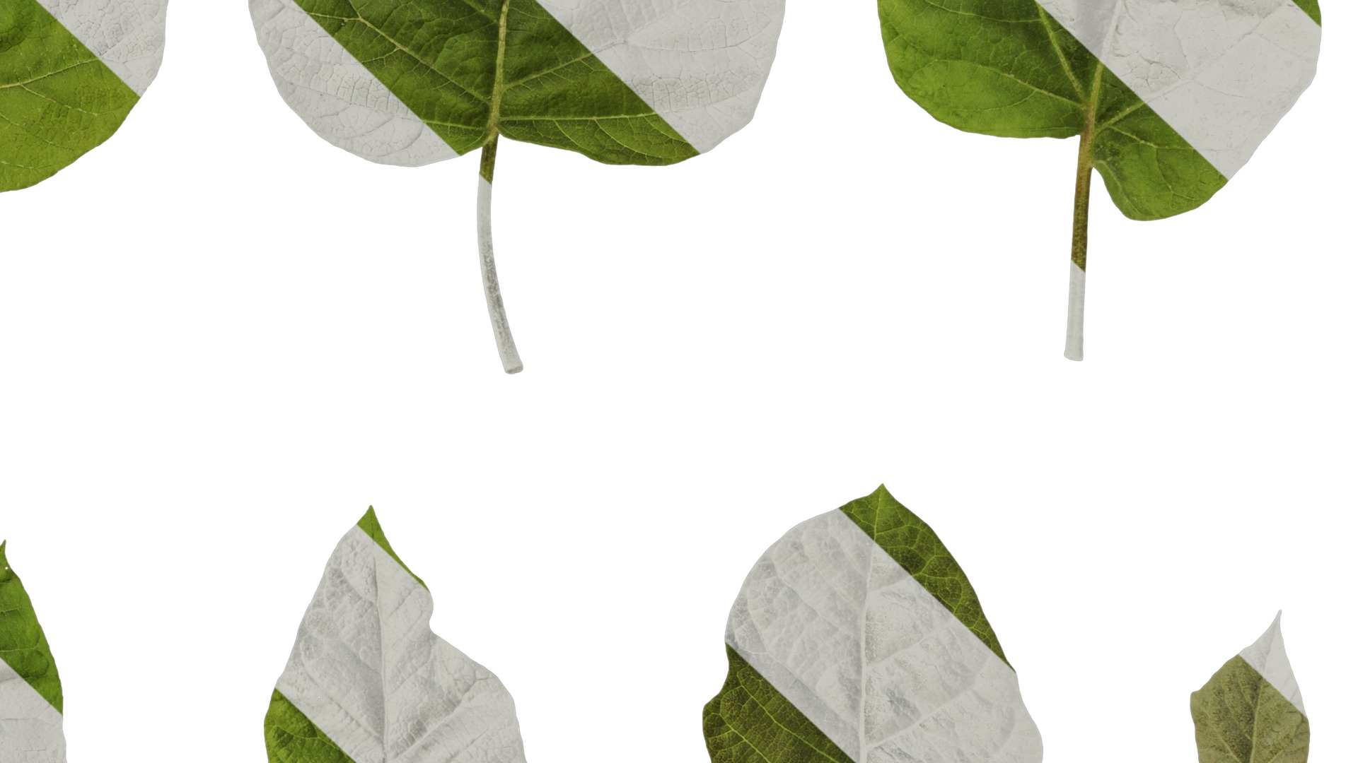 Anydrafts Paulownia fortunei Leaf 01 Texture_6