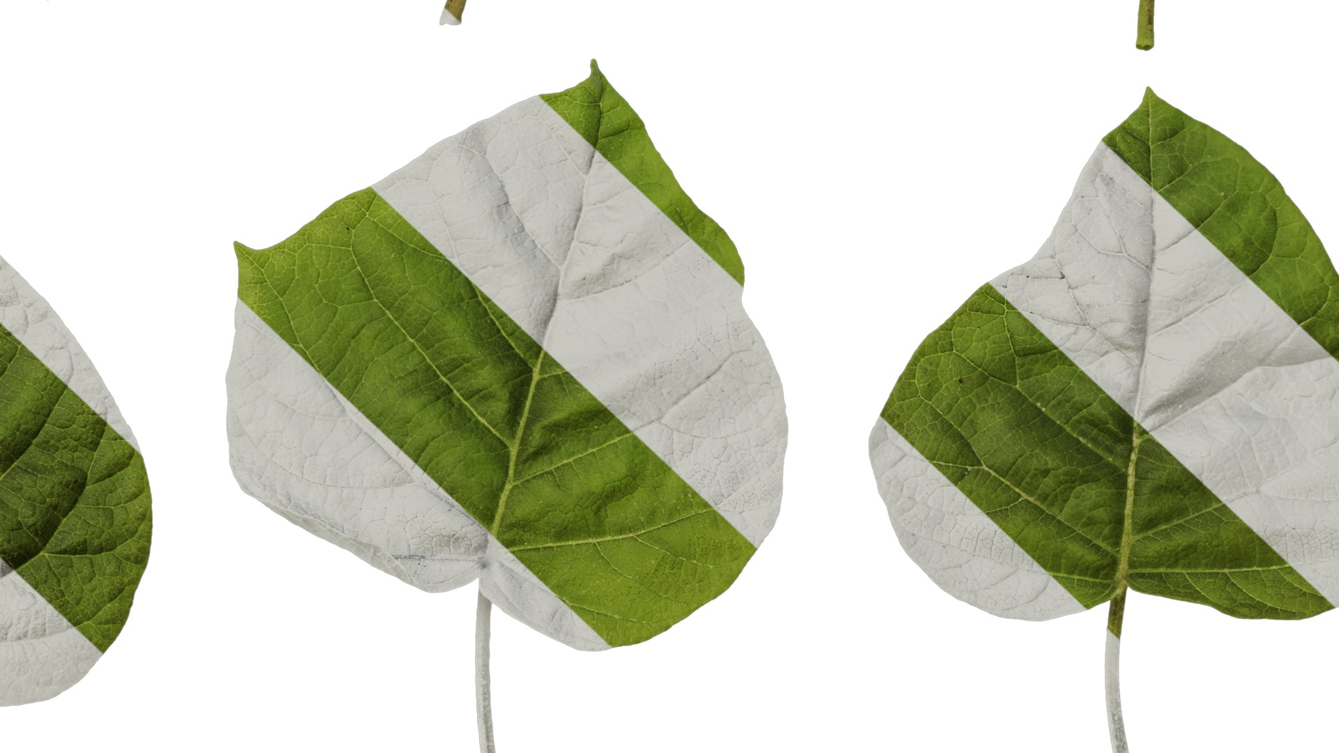 Anydrafts Paulownia fortunei Leaf 01 Texture_7