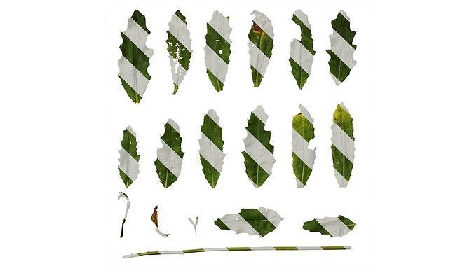 Anydrafts Cirsium japonicum Leaf 03 Texture