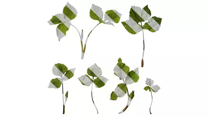 Anydrafts Cryptotaenia japonica Atlas 02