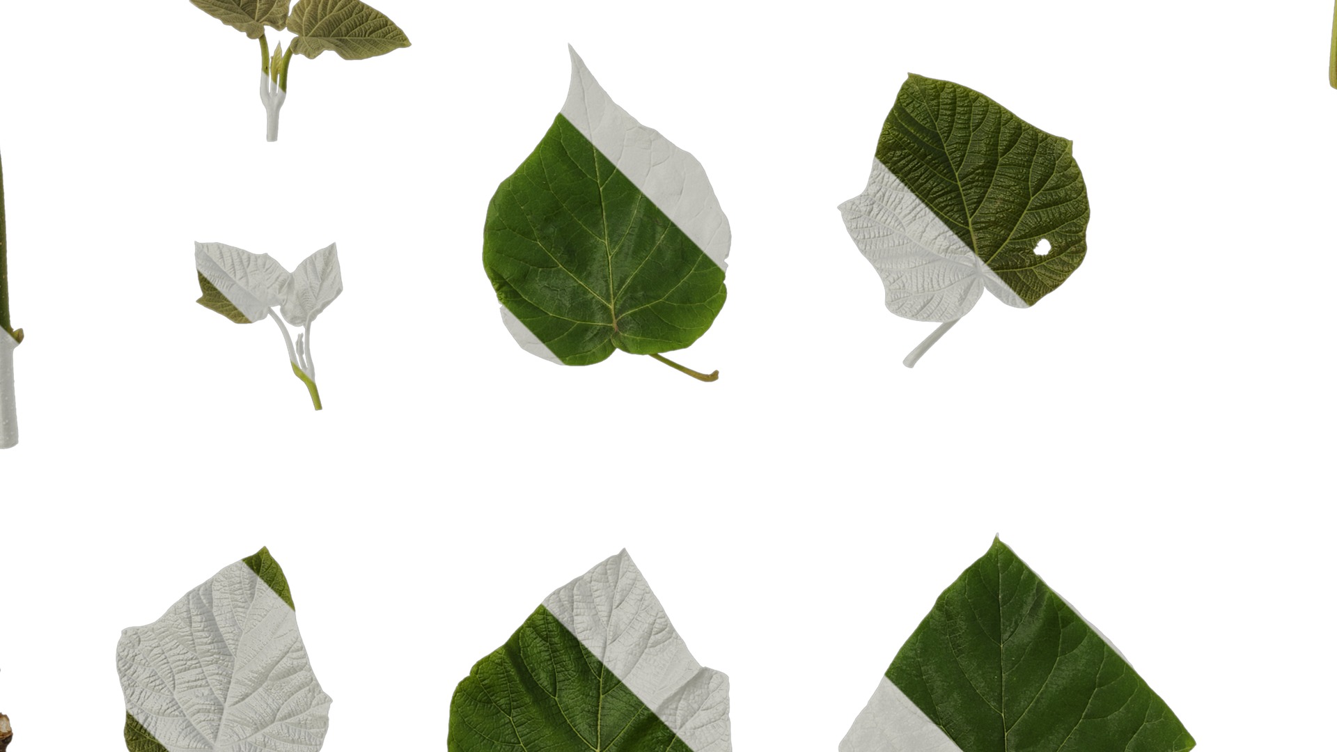 Anydrafts Paulownia fortunei Leaf 06 Texture_3