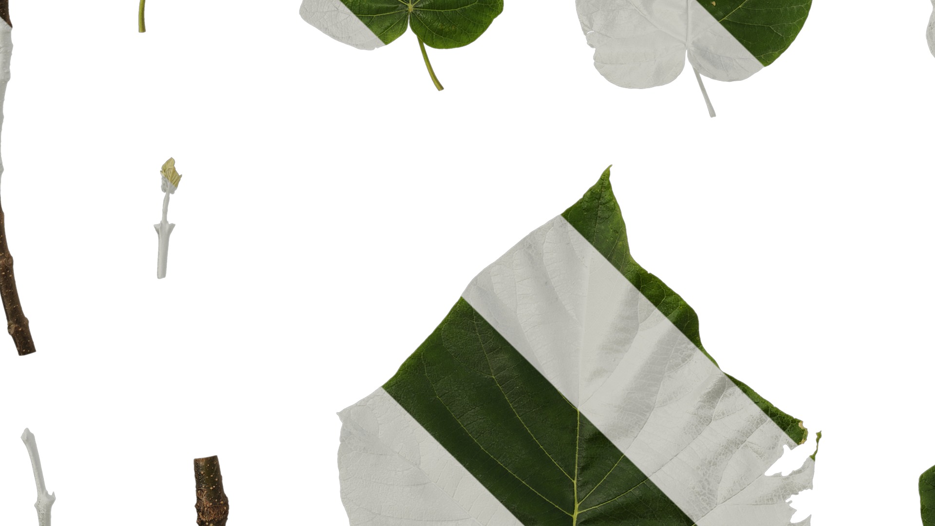 Anydrafts Paulownia fortunei Leaf 06 Texture_5