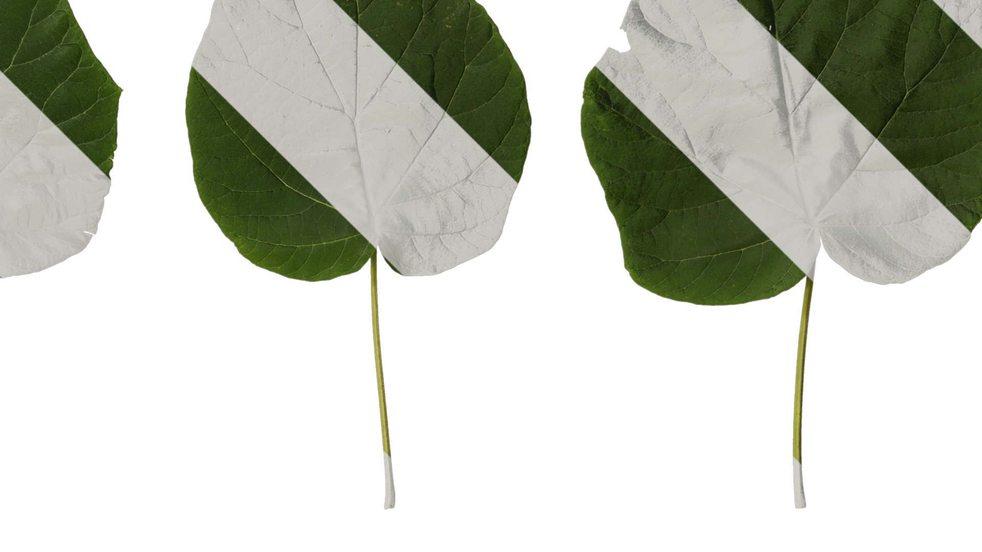 Anydrafts Paulownia fortunei Leaf 06 Texture_2