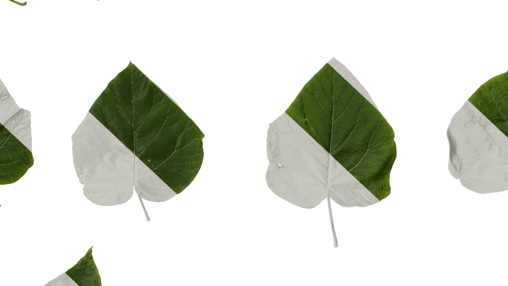 Anydrafts Paulownia fortunei Leaf 06 Texture_7