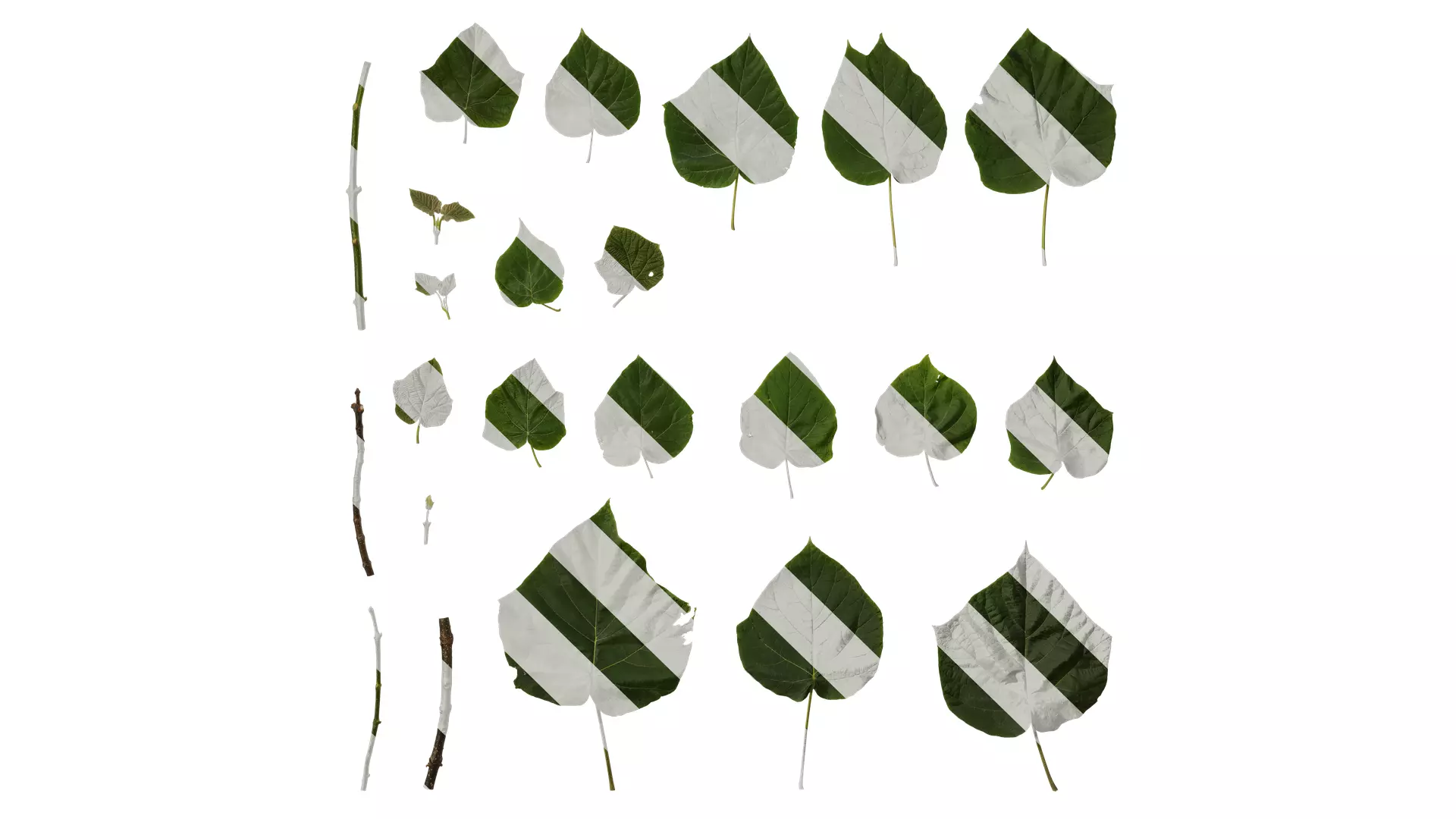 Anydrafts Paulownia fortunei Leaf 06 Texture_0