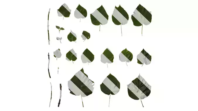 Anydrafts Paulownia fortunei Leaf 06