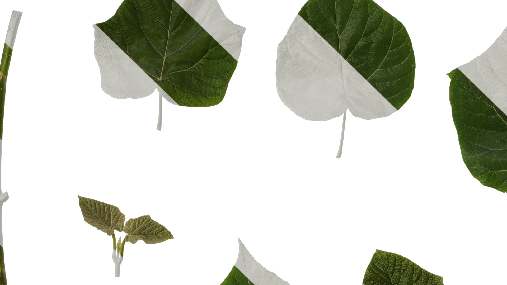 Anydrafts Paulownia fortunei Leaf 06 Texture_1