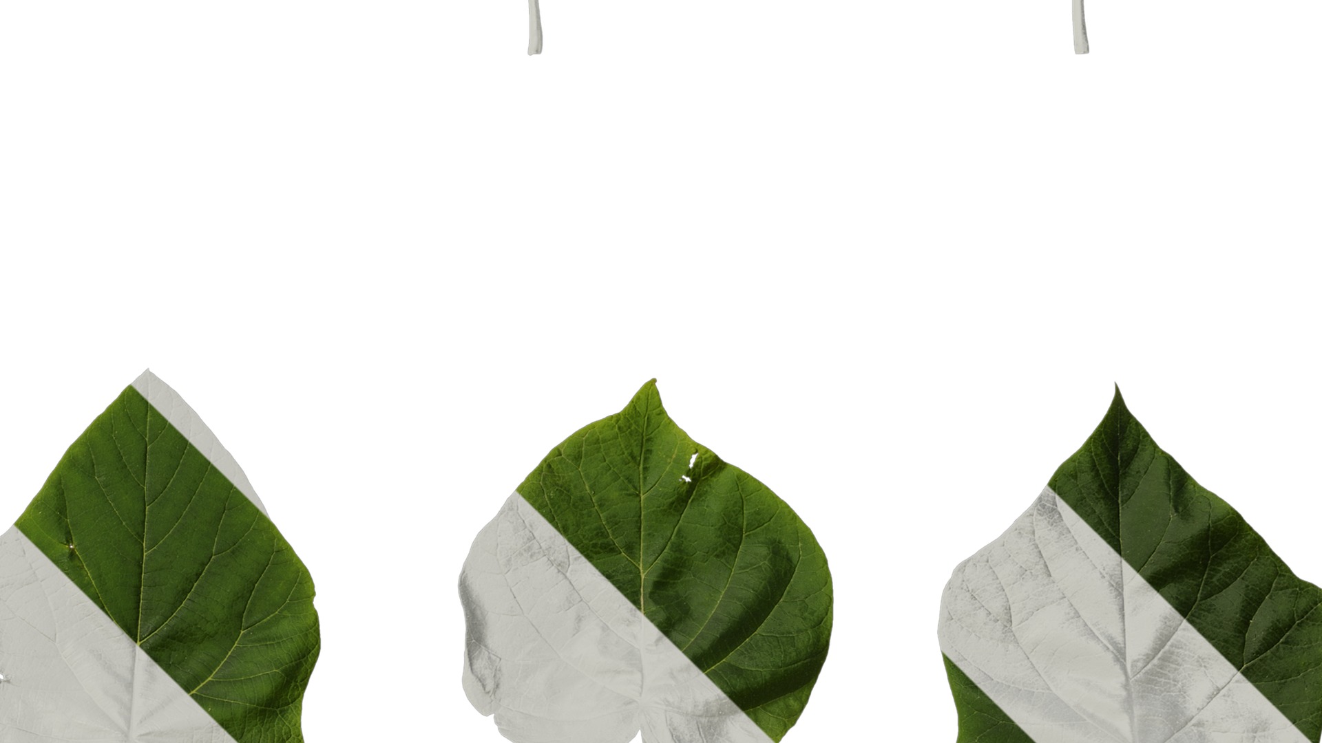 Anydrafts Paulownia fortunei Leaf 06 Texture_4