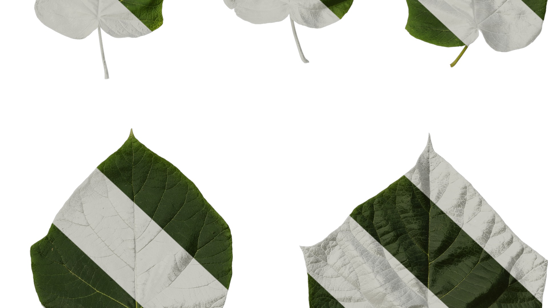 Anydrafts Paulownia fortunei Leaf 06 Texture_6