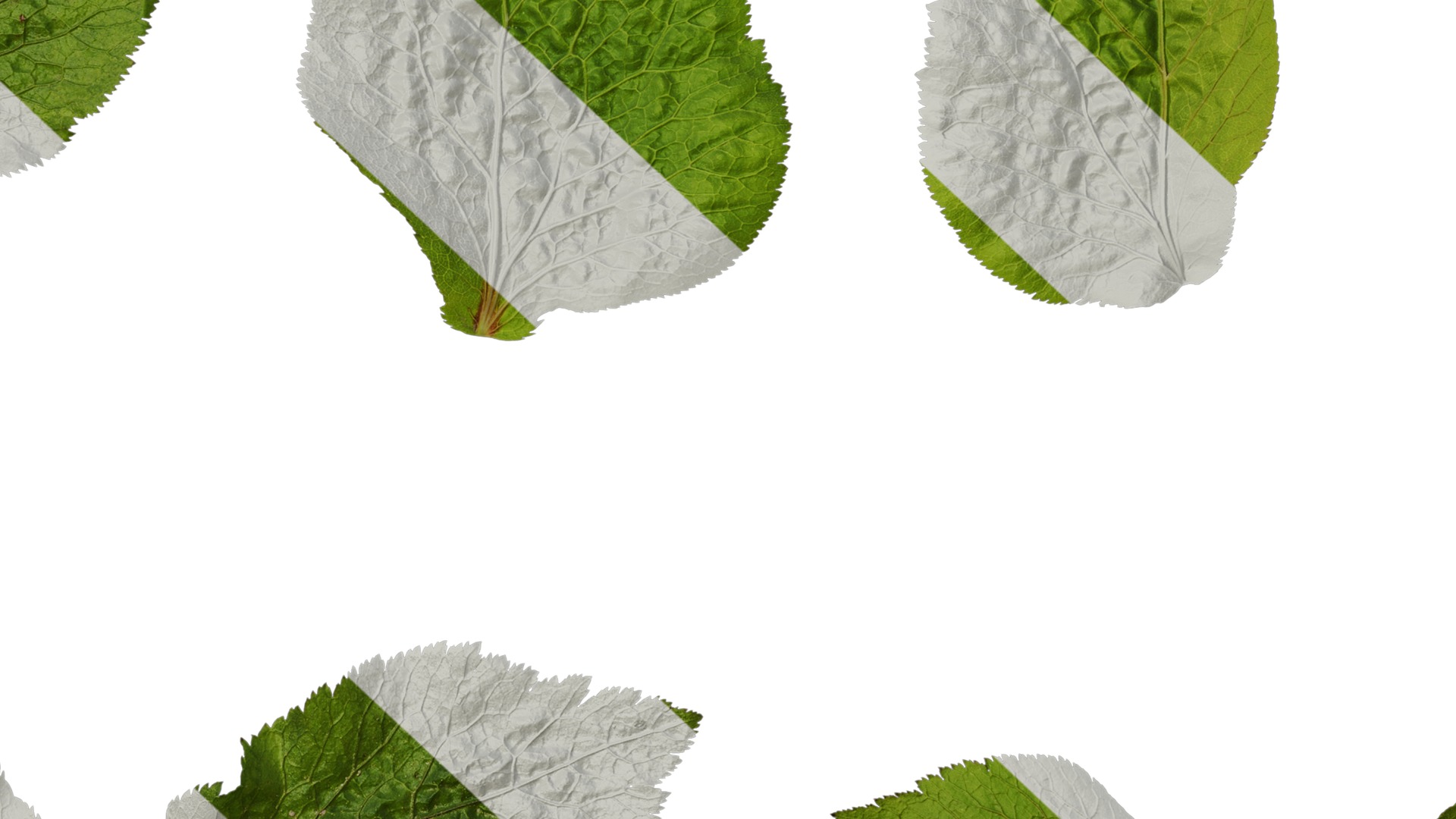 Anydrafts Cryptotaenia japonica Leaf 01 Texture_7