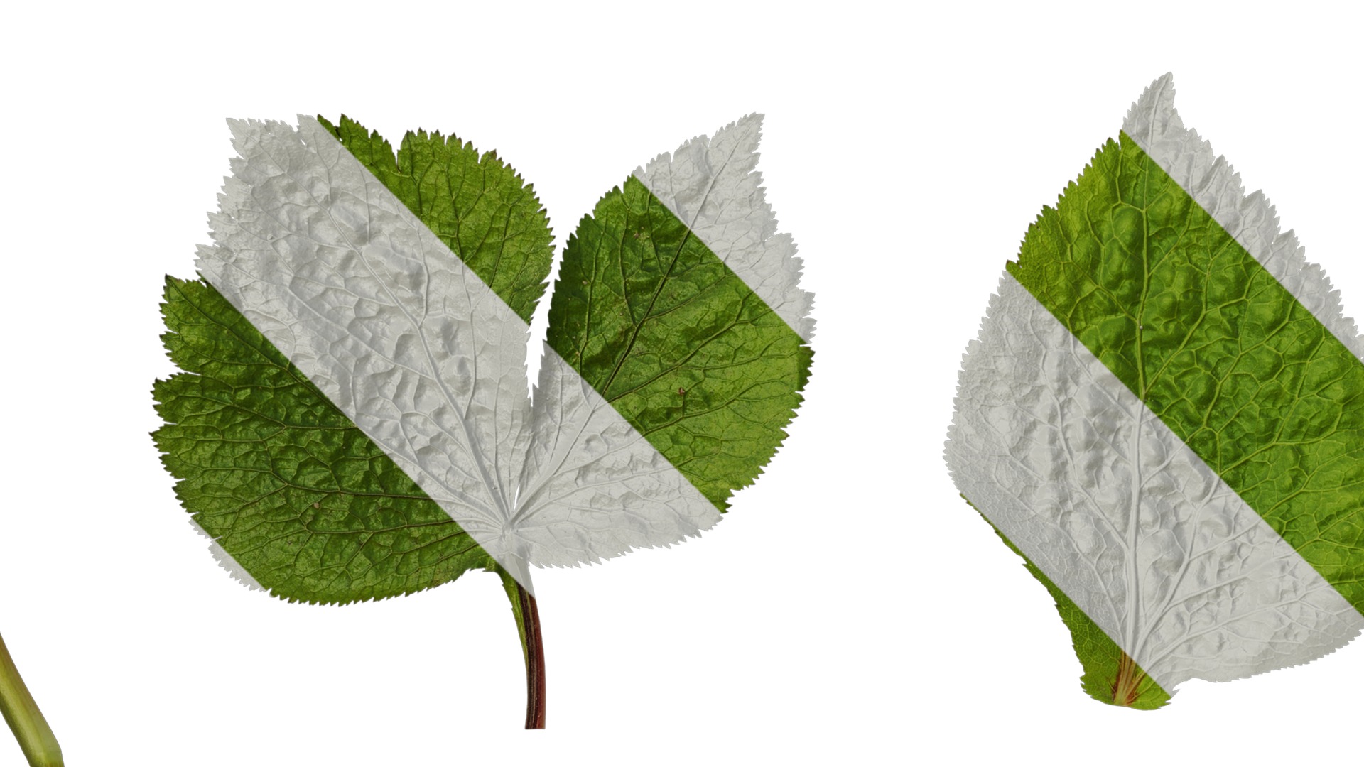 Anydrafts Cryptotaenia japonica Leaf 01 Texture_3