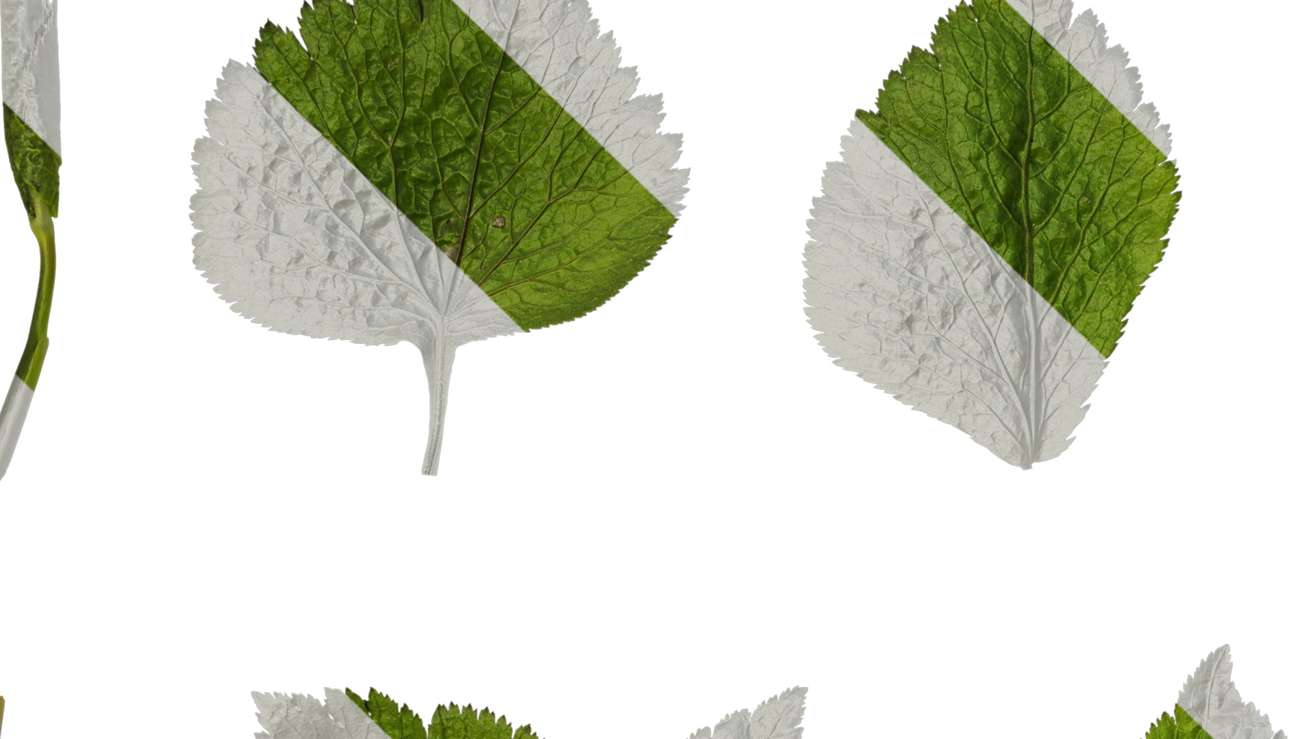 Anydrafts Cryptotaenia japonica Leaf 01 Texture_1