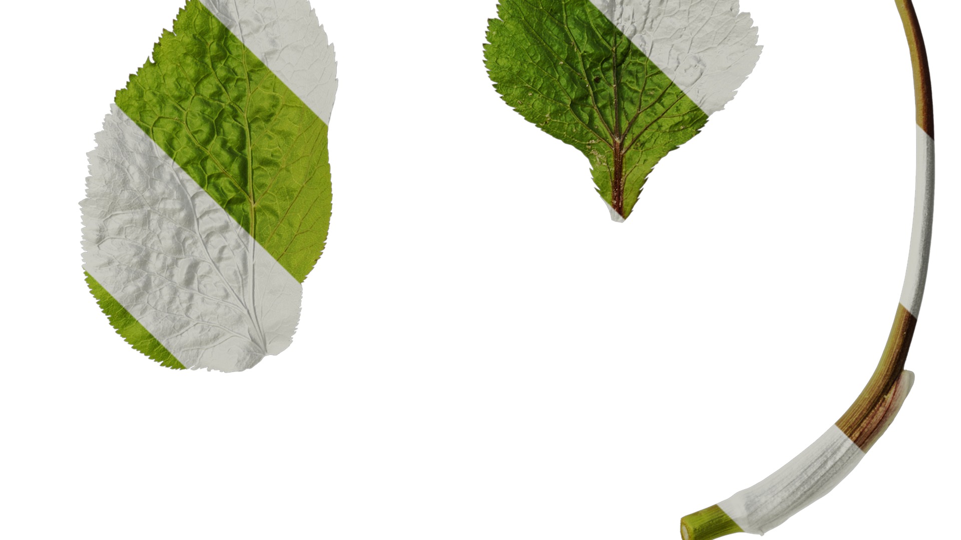 Anydrafts Cryptotaenia japonica Leaf 01 Texture_4