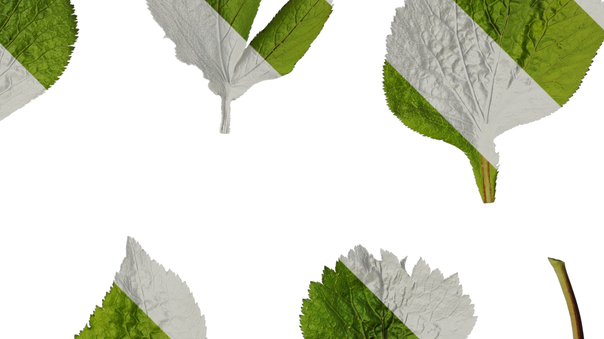 Anydrafts Cryptotaenia japonica Leaf 01 Texture_2