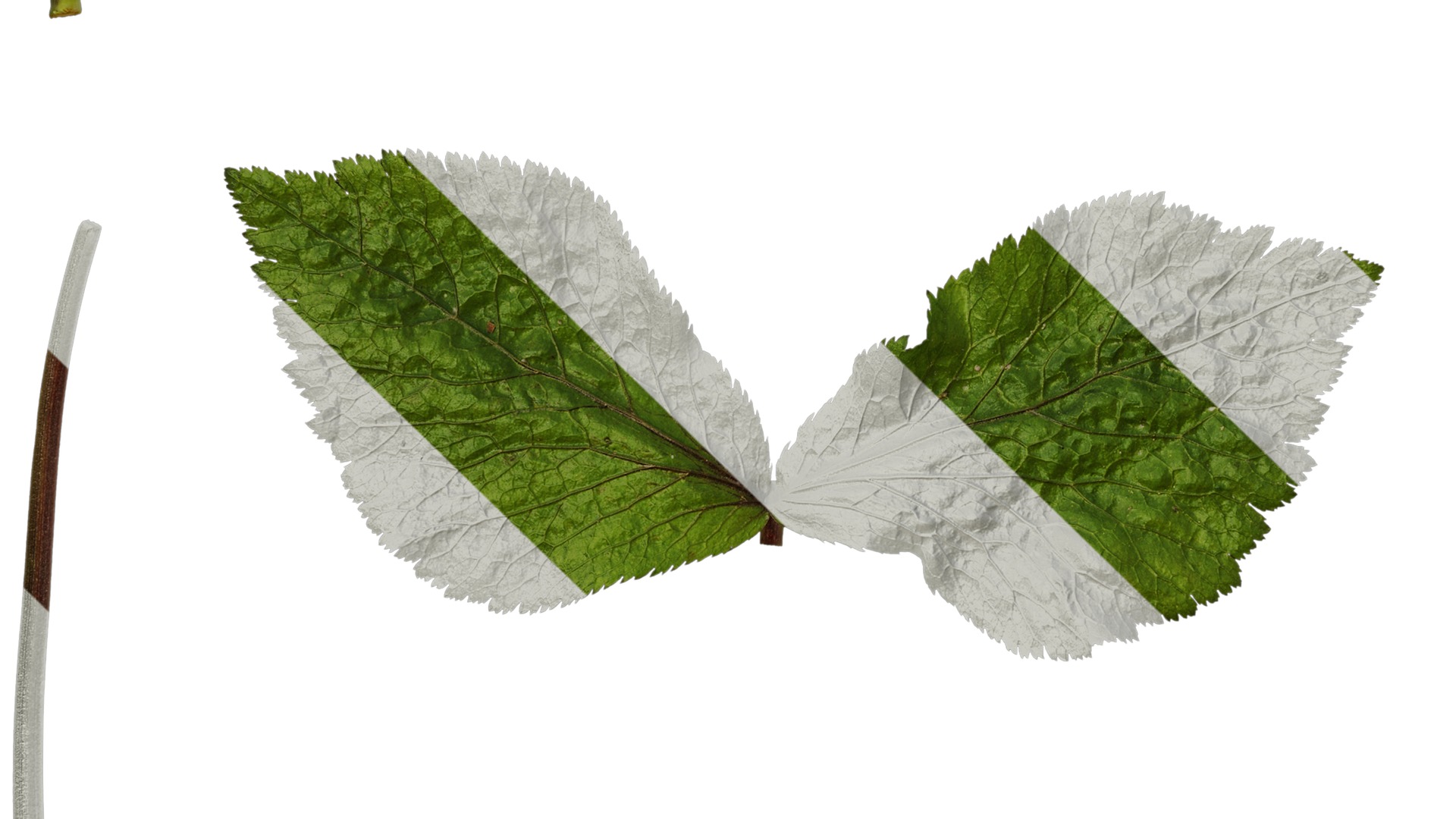 Anydrafts Cryptotaenia japonica Leaf 01 Texture_5