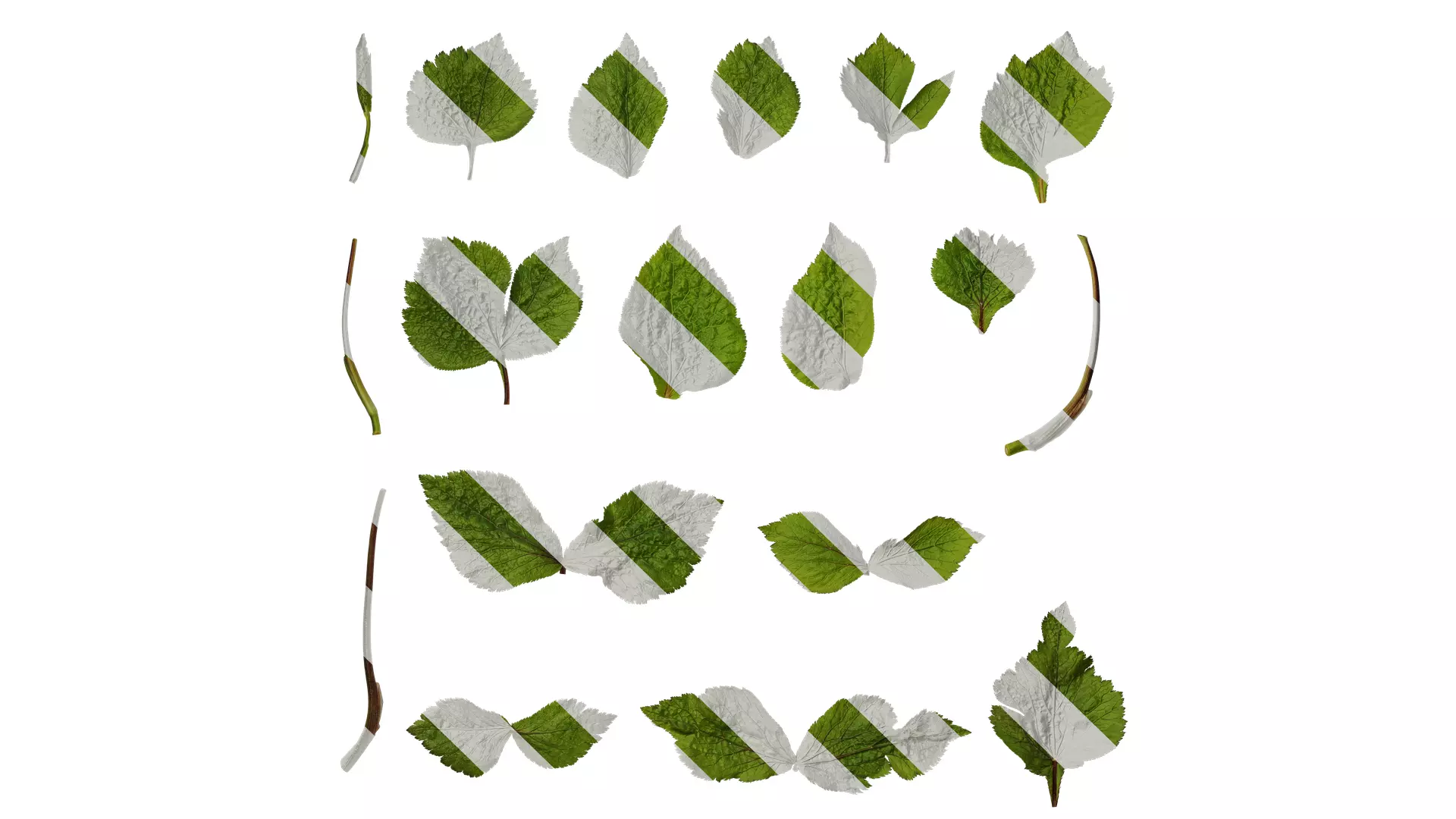 Anydrafts Cryptotaenia japonica Leaf 01 Texture_0