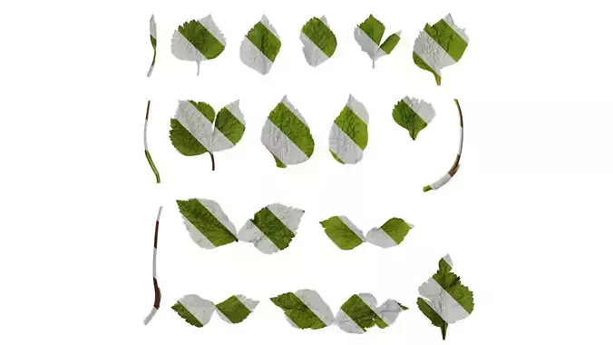 Anydrafts Cryptotaenia japonica Leaf 01