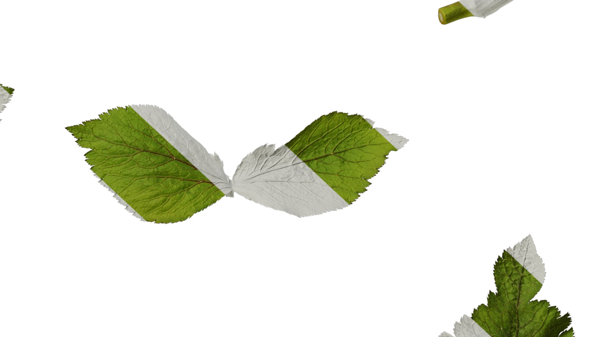 Anydrafts Cryptotaenia japonica Leaf 01 Texture_6