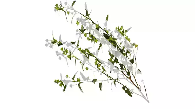 Anydrafts Pavonia hastata Atlas 01 Texture