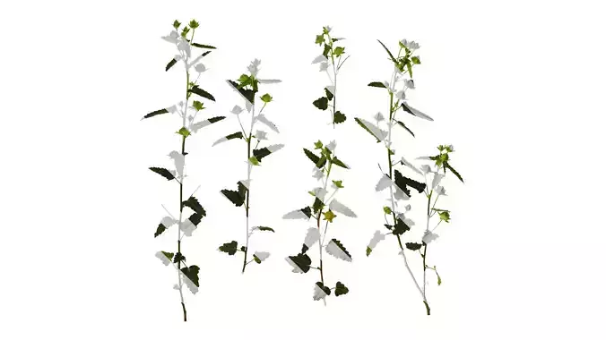Anydrafts Pavonia hastata Atlas 02 Texture