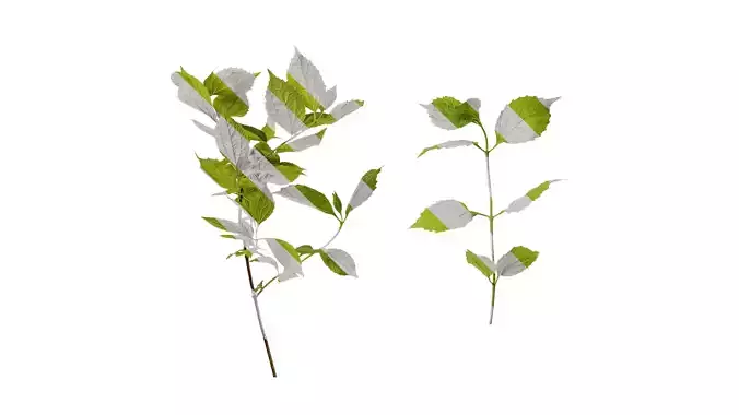 Anydrafts Philadelphus coronarius Atlas 01 Texture