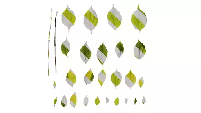Anydrafts Philadelphus coronarius Leaf 01 Texture