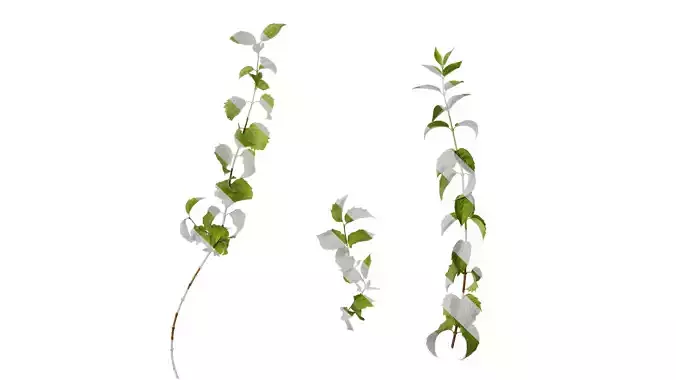 Anydrafts Philadelphus incanus Atlas 01