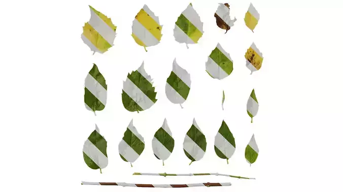 Anydrafts Philadelphus incanus Leaf 01