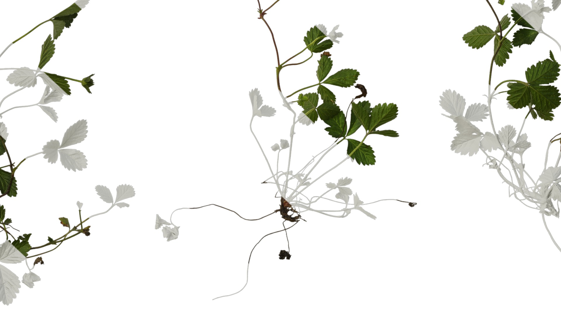 Anydrafts Duchesnea indica Atlas 05 Texture_7