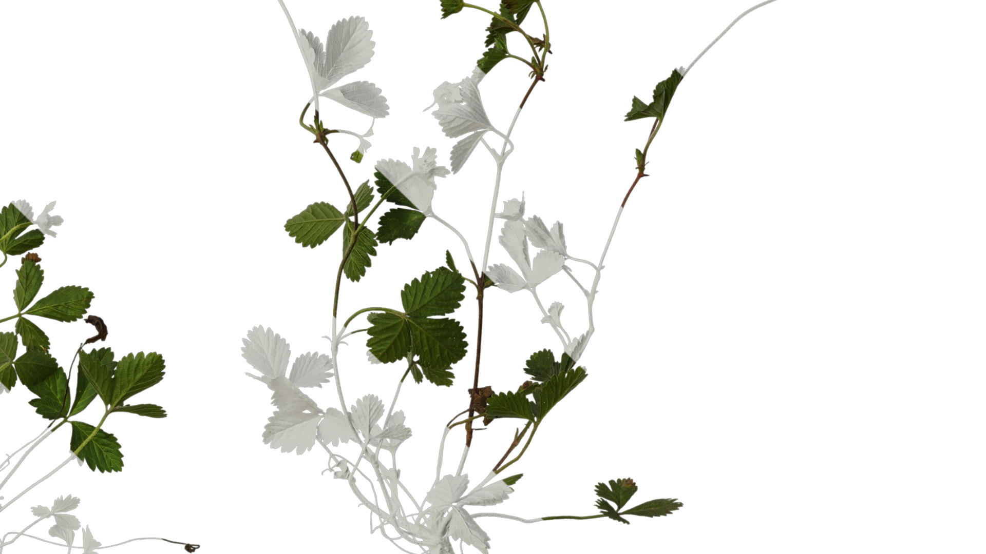 Anydrafts Duchesnea indica Atlas 05 Texture_4