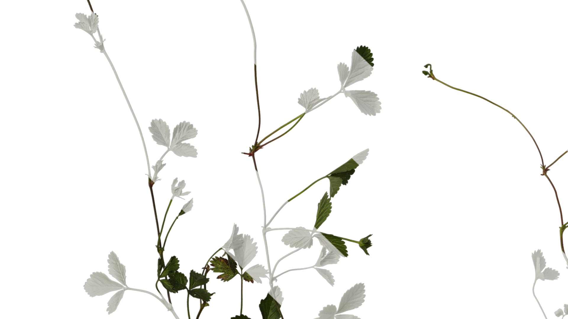 Anydrafts Duchesnea indica Atlas 05 Texture_3