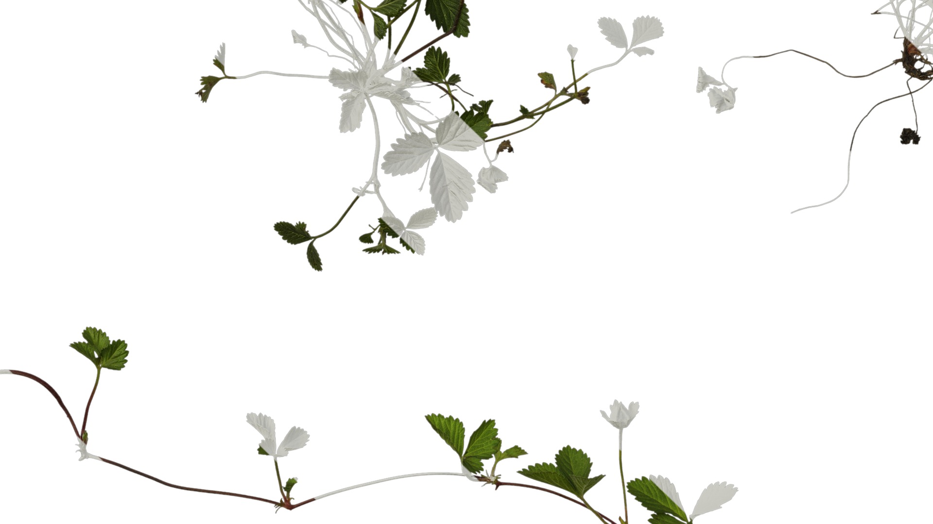 Anydrafts Duchesnea indica Atlas 05 Texture_5