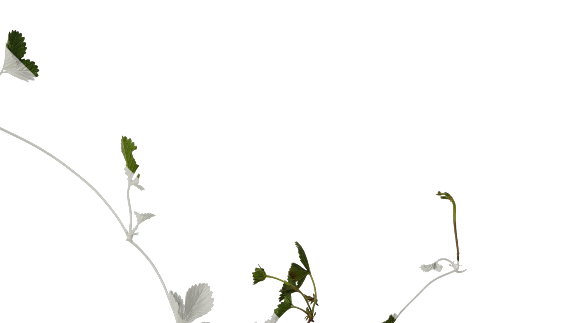 Anydrafts Duchesnea indica Atlas 05 Texture_2