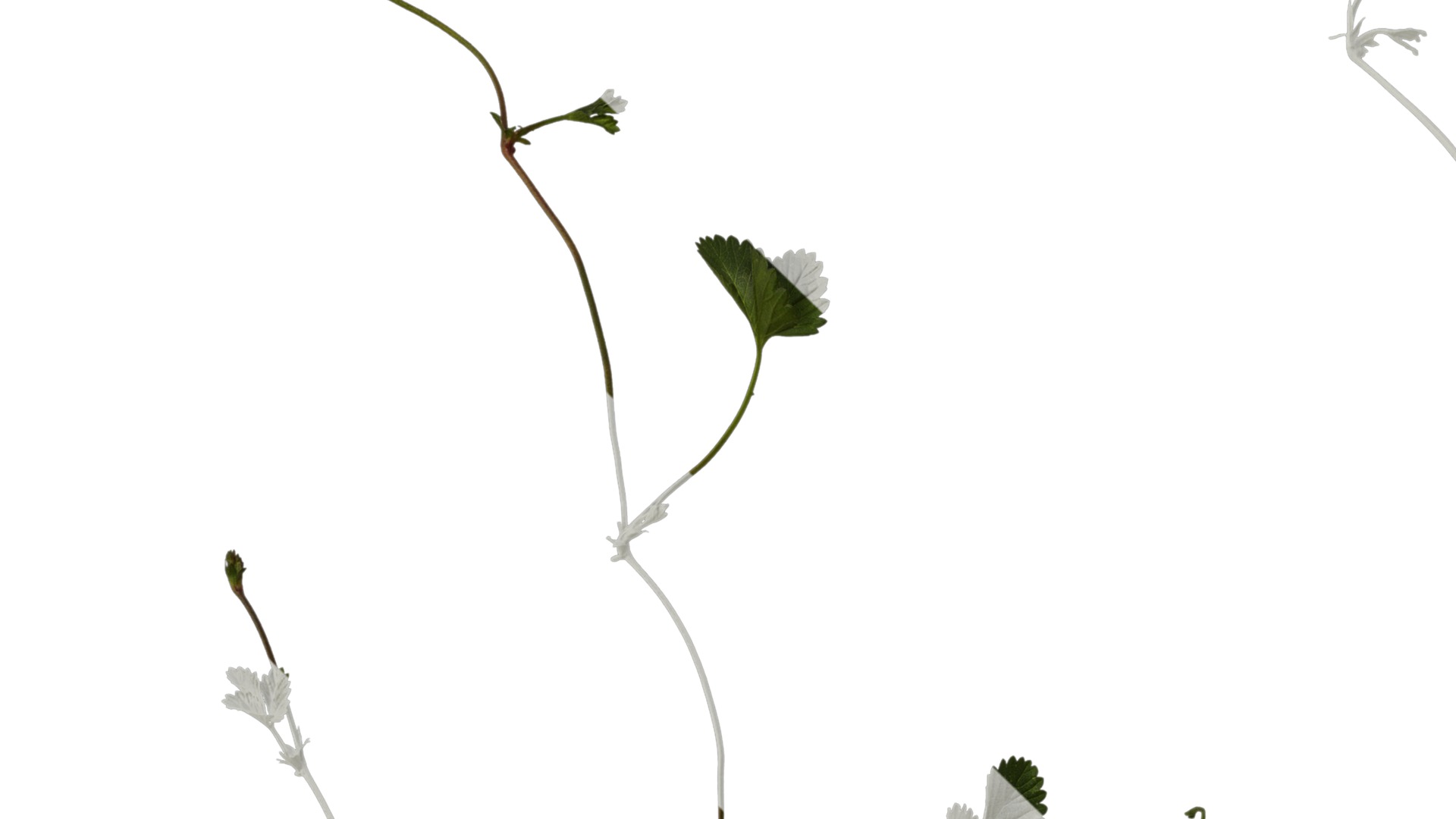 Anydrafts Duchesnea indica Atlas 05 Texture_1