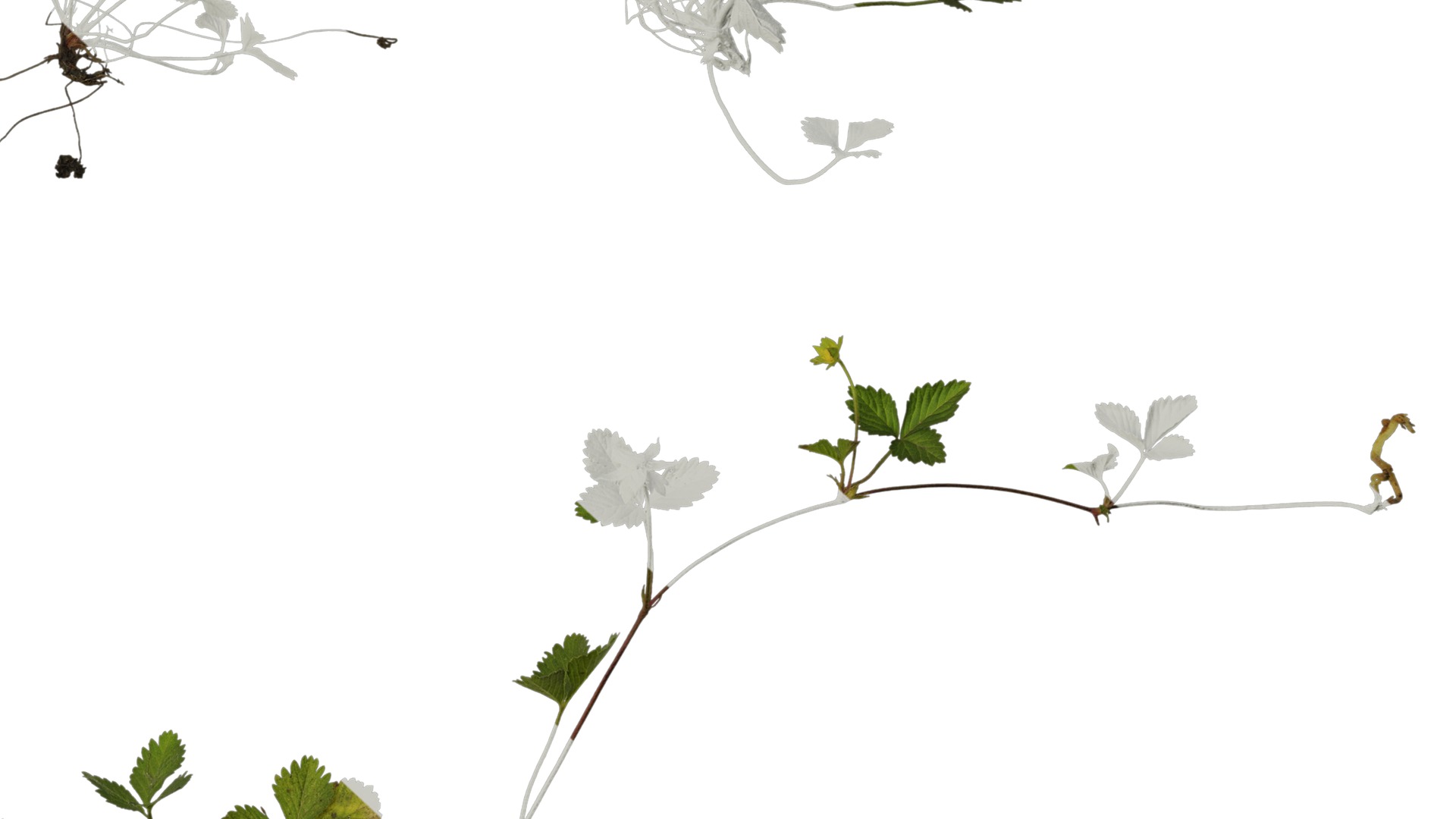 Anydrafts Duchesnea indica Atlas 05 Texture_6