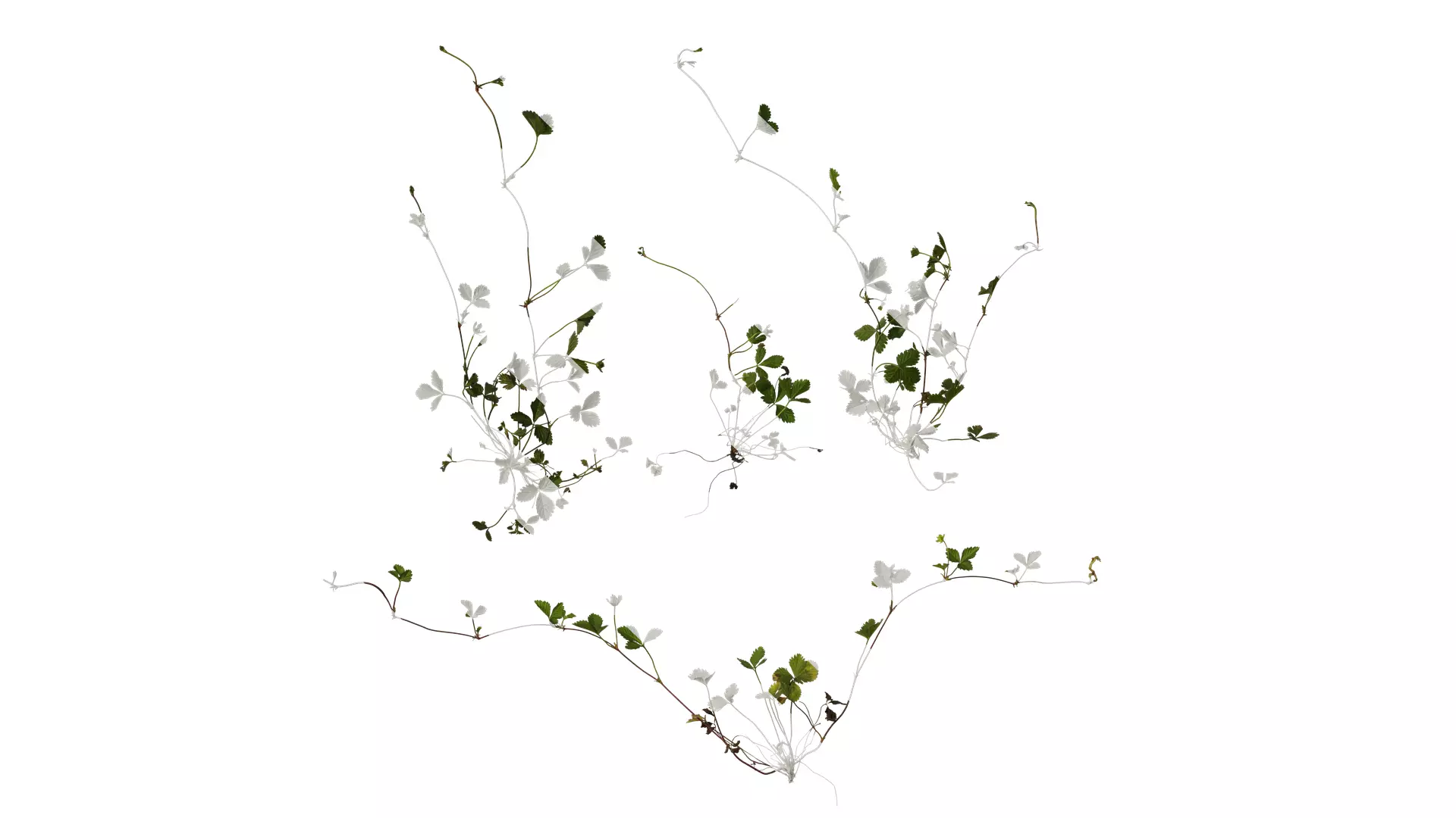 Anydrafts Duchesnea indica Atlas 05 Texture_0