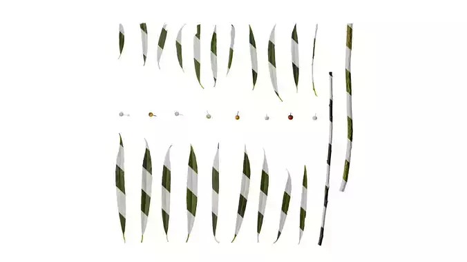 Anydrafts Phillyrea angustifolia Atlas 02