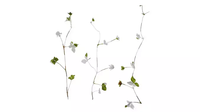 Anydrafts Duchesnea indica Atlas 06