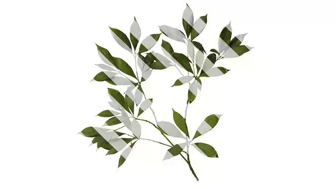 Anydrafts Phoebe Atlas 01