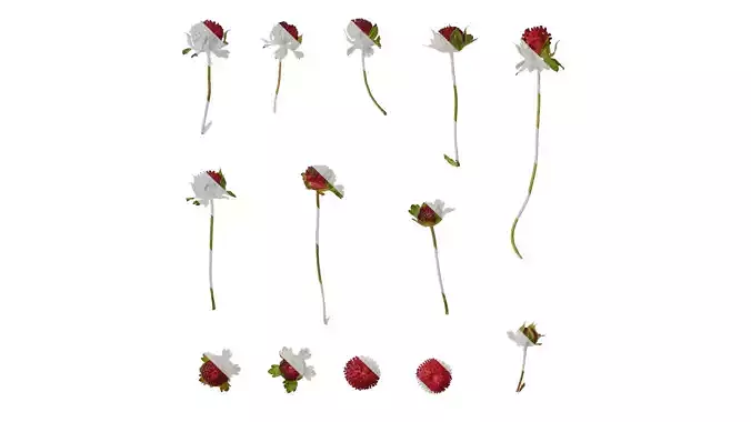 Anydrafts Duchesnea indica Fruit 01