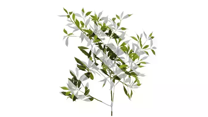 Anydrafts Phoebe Atlas 02