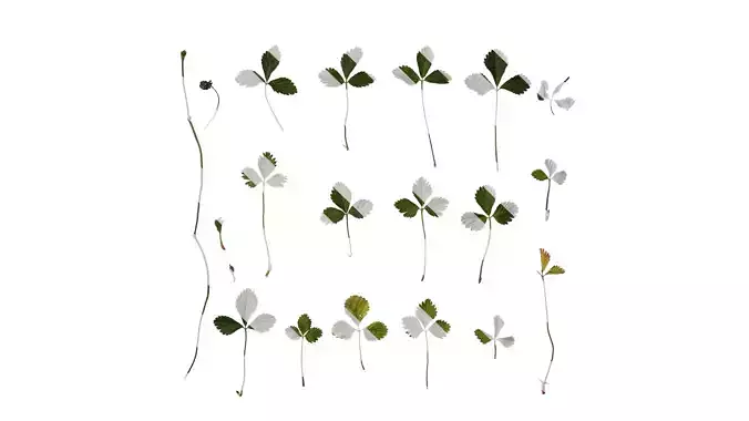 Anydrafts Duchesnea indica Leaf 01