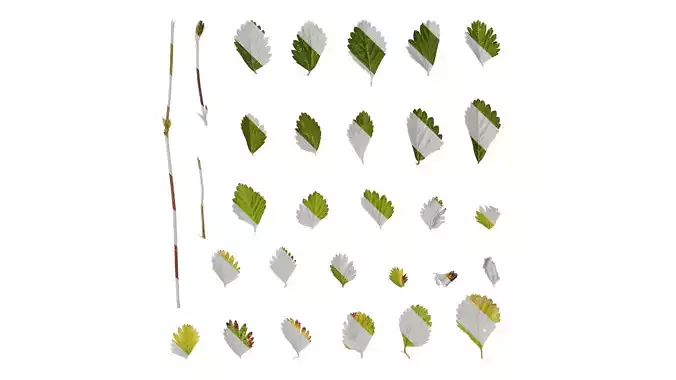 Anydrafts Duchesnea indica Leaf 02